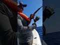 When Dorado Hits Hard! #fishing #videofishing #fishinglife #fyp