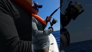 When Dorado Hits Hard! #fishing #videofishing #fishinglife #fyp
