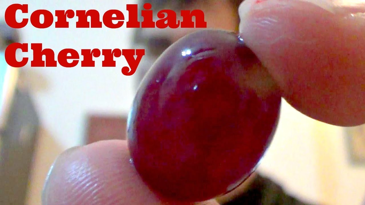 Cornelian Cherry Review (+ Sharbat recipe) - Weird Fruit Explorer Ep. 112
