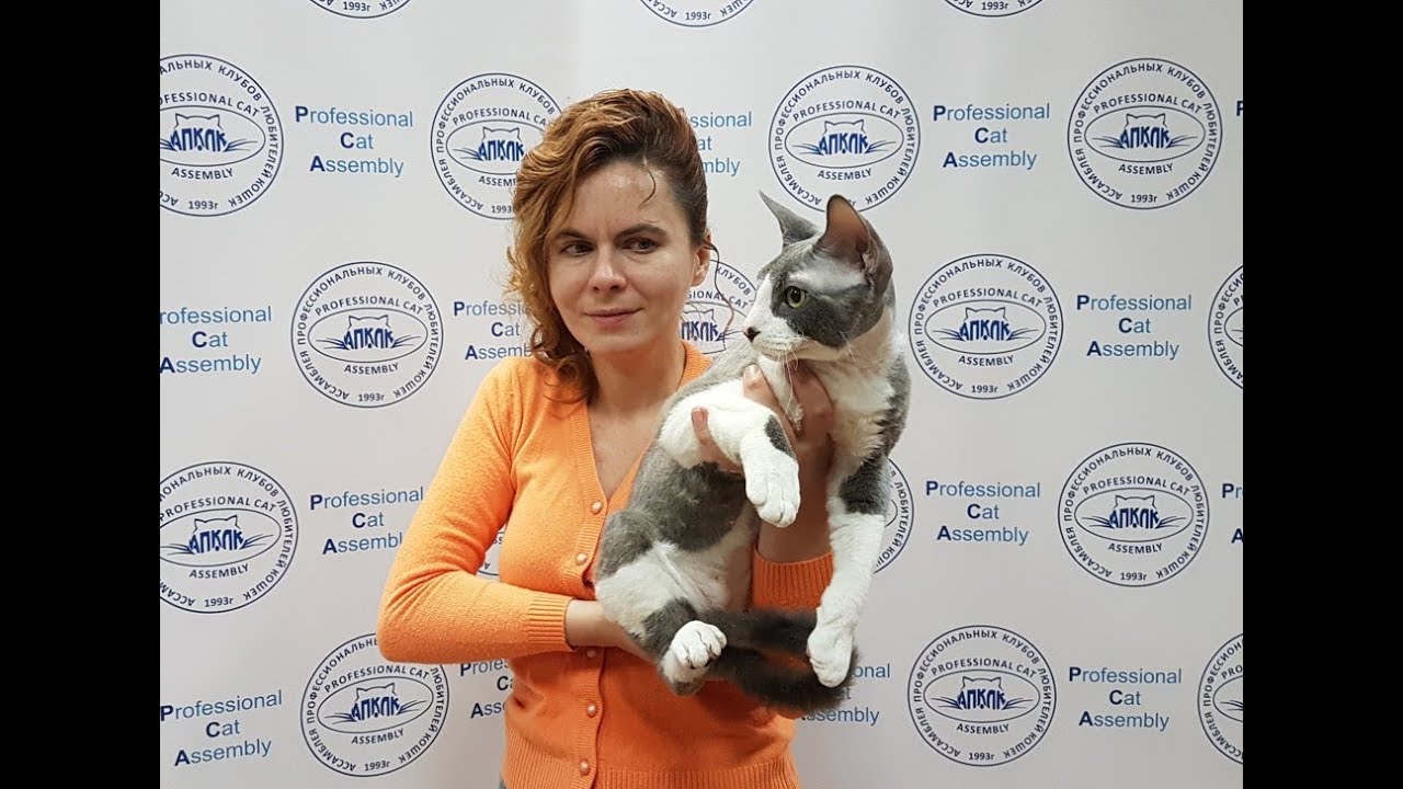 клуб кошек хабаровск Клип №0792 - выставка кошек PCA online