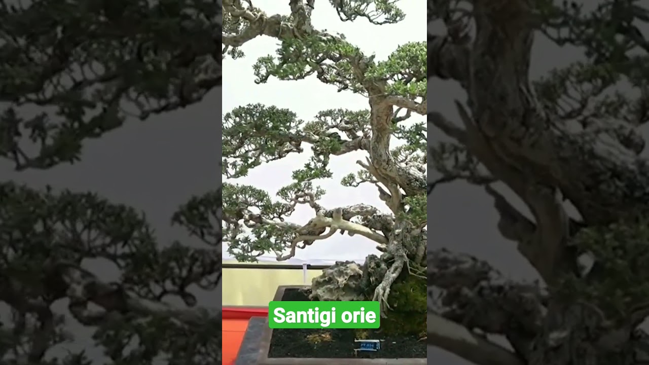 viral.!! bonsai santigi orie YouTube