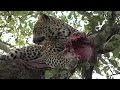 Leap Of Leopards - Mother And Cubs (26): Feeding On A Bushbuck