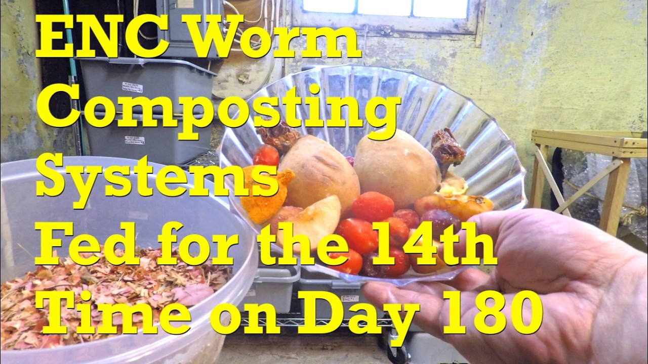 180-day European nightcrawler worm bins get their 14th feeding with all the fixin's - vermicompost