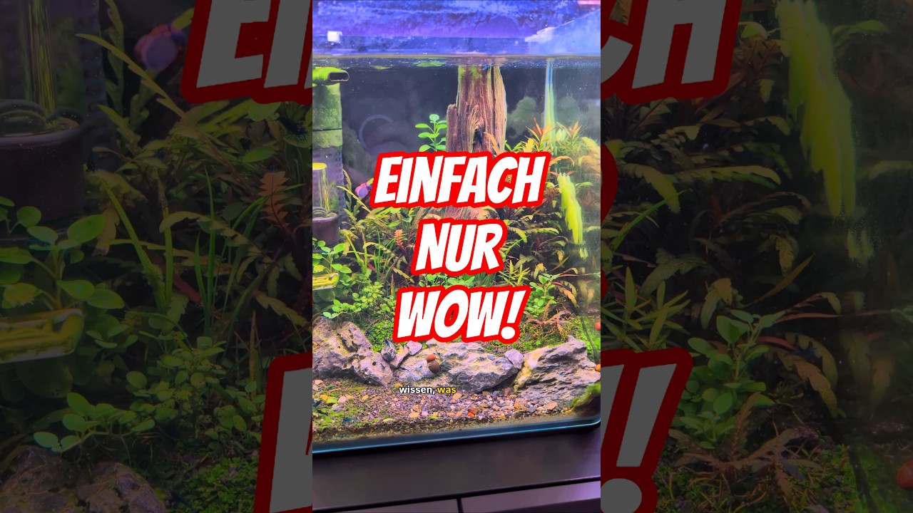 Demonen-Garnelen in einem bunten Dschungel 😍 