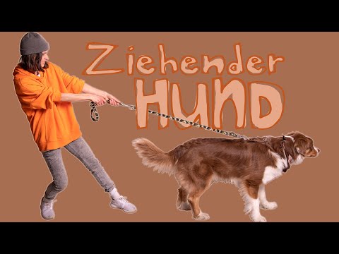 Video: 5 Tipps, um zu verhindern, dass Ihr Boxer an der Leine zieht