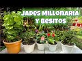 😍TRASPLANTE DE JADES MILLONARIA Y BESITOS para mi jardín te muestro el sustrato/Liliana Muñoz