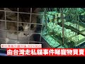 領養貓狗，既為動物福利，亦為生物安全 黃世澤幾分鐘評論 20210822