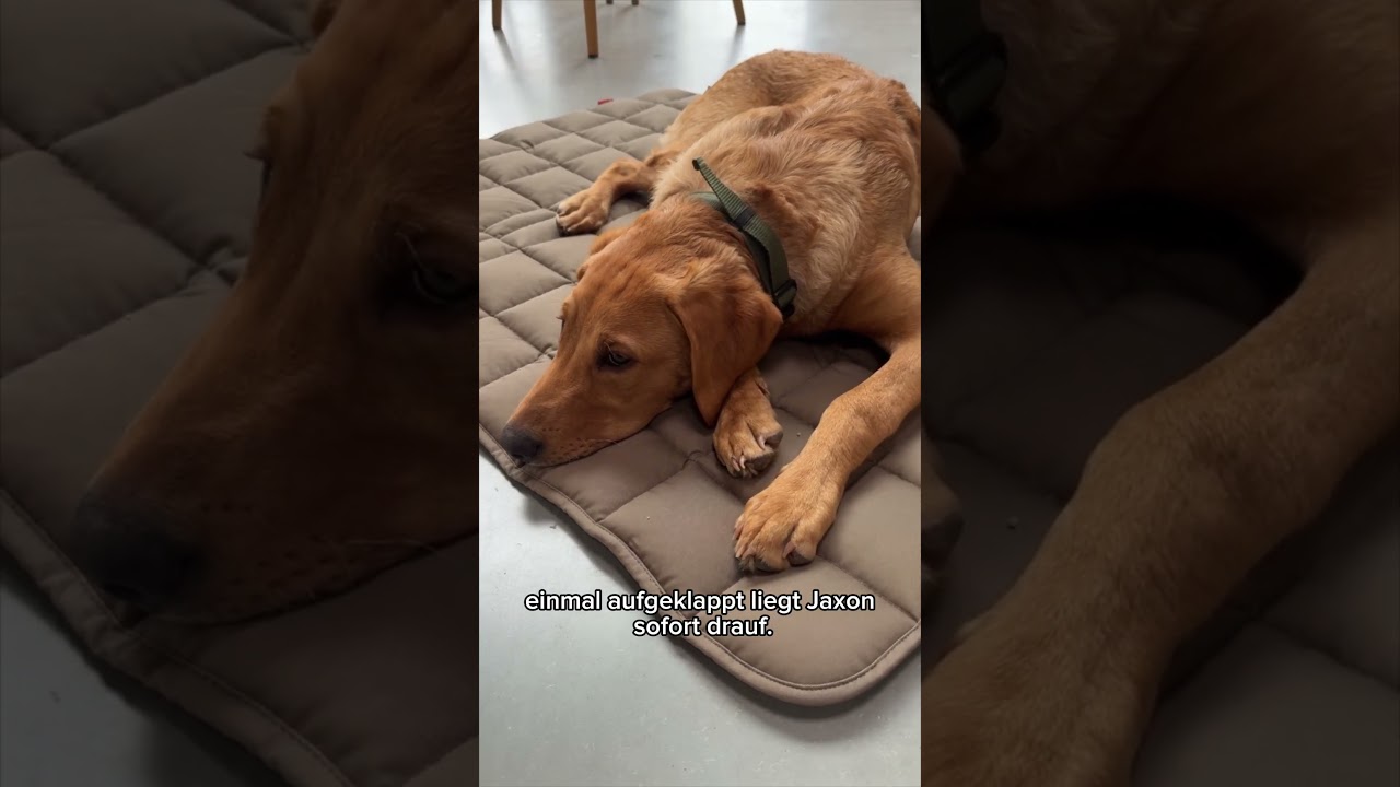 Reisedecke für Hunde