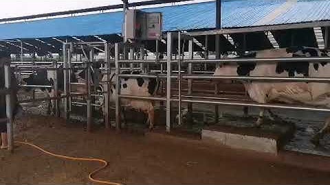 cow sorting gate