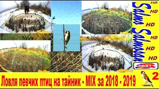 Ловля певчих птиц на тайник - MIX за 2018 - 2019