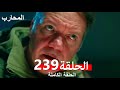    239   