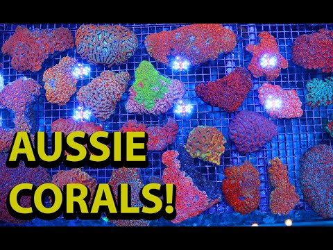 Australian Corals \\