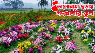 ভালোবাসা ছড়ায় কোটি মানুষের মনে যশোরের গদখালীর ফুল  || Panorama Documentary