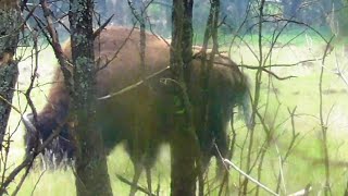 Bison graze in a forest meadow. Spring | Nature world