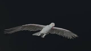 Golden Eagle 3D Flying Animation in Blender I Panthera Dynamics