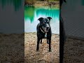 Is This What Goes On Inside My Dogs Head?