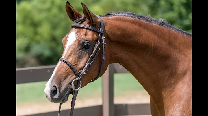 How to Correctly Lunge Your Horse // Horse Training Tips with Deanna Corby Dressage