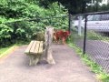 Incredible Dog Training Connecticut - Training Boarding Connecticut Incredible Dog Training Connecticut - Training Boarding Connecticut