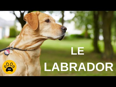 Vidéo: Le Labrador Retriever: histoire, faits et information