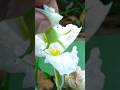 How to do Hand Pollination ? 🤔