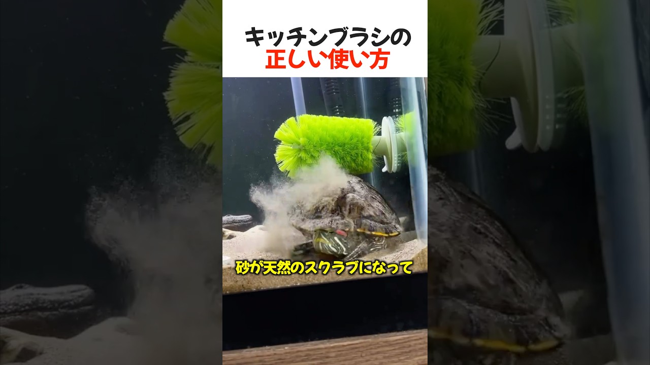 キッチンブラシの正しい使い方