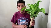 Cuidados y Reproduccion Plantas Lengua de Suegra |Sansevieria|Espada de