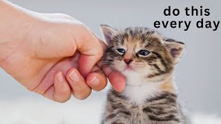 9 Scientific Ways To Get Your Cat To Love You The Most by Kitten Munch 2,521 views 1 month ago 8 minutes, 57 seconds