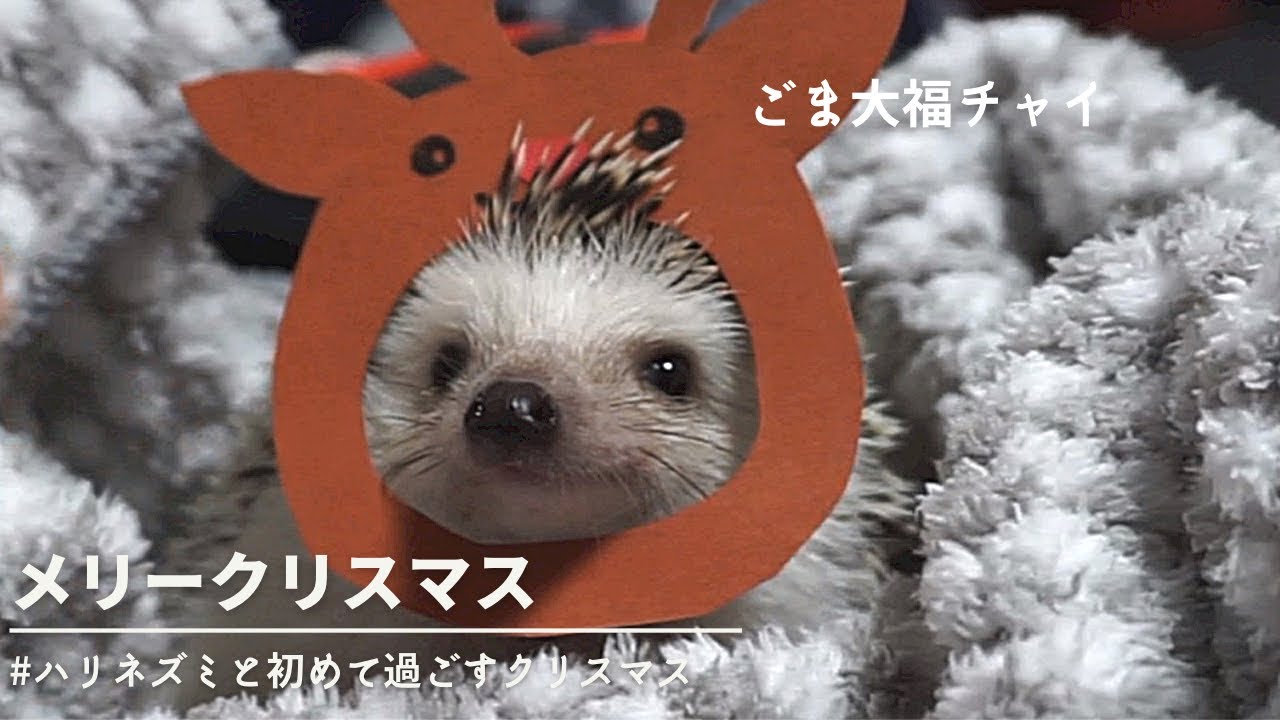 ハリネズミ🦔#25】 ハリネズミと一緒に過ごすクリスマス🎄 hedgehog