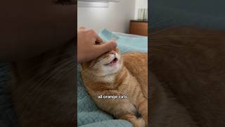 Resetting your orange cat’s operating system screenshot 5