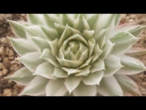 Korean succulents 🌵how to buy Korean succulents.