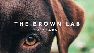 A Beautiful Chocolate Labrador 🐶2 YEARS