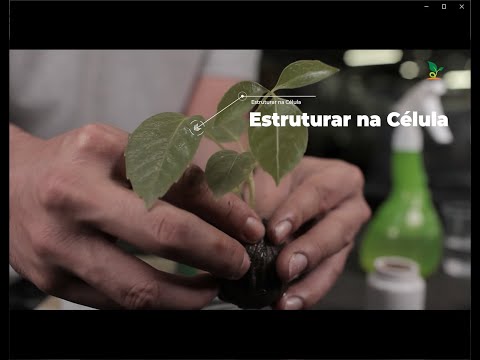 Vídeo: A clonagem de plantas é boa?