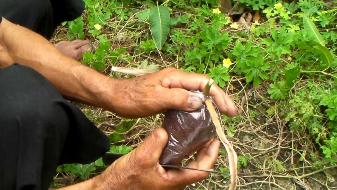 #การทาบกิ่งมะม่วงเขียวใหญ่ ของคุณลุงสะอิ้ง เนตรสะอาด Line: 094 538 1996