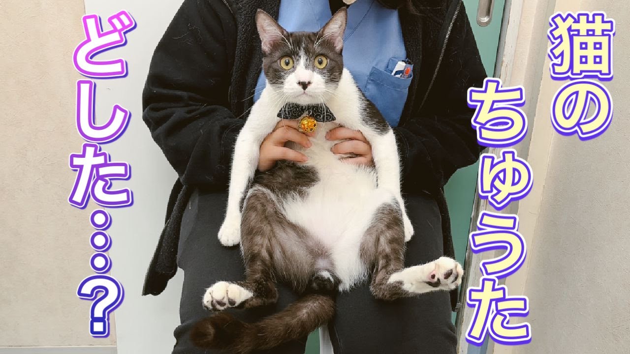27歳の誕生日を迎えたご長寿猫さん 定期健診での落ち着いた様子に