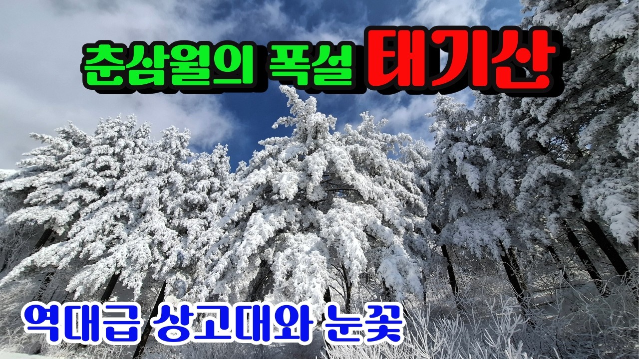 ('26.03.07) 춘삼월에 폭설 내린 태기산! 환상적인 설경! 강원도 산간지역 대설주의보 해제 후 등산