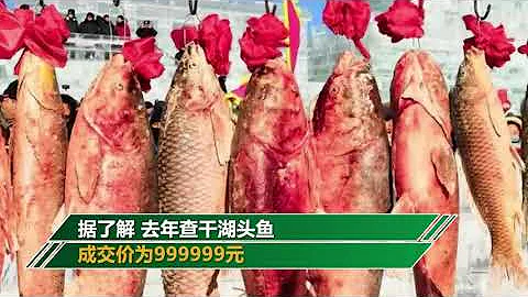年年有余！查干湖头鱼拍出2966666天价：捕捞上来的鱼被砌成鱼墙