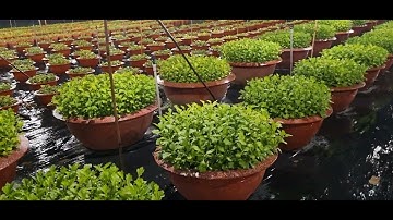 Cúc đại đóa tết 2026#ToanNguyen