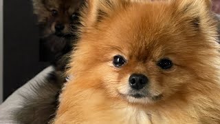 Kleiner Teacup Pomeranian Zwergspitz bellt und niest  lasst mal eure Hunde hören #pomeranian