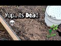 I killed the soil... for real...
