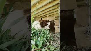 Lb's Soap, For God's Glory! My best impression of Sir David Attenborough from BBC.