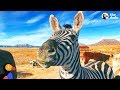 Rescued Zebra Is The Best Babysitter - MYSTERY the Zebra | The Dodo