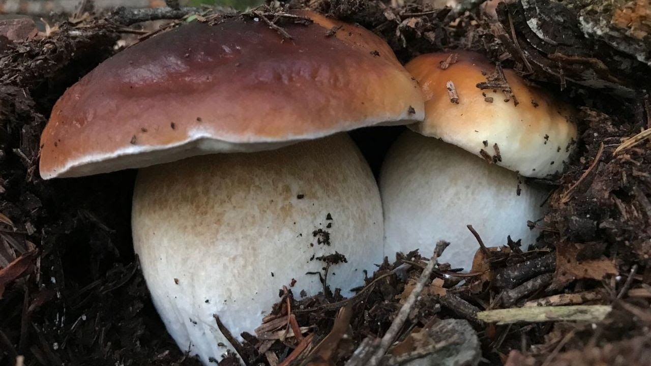 FUNGHI PORCINI SI CONTINUA A CAVARE ALLA GRANDE !!!!!!!! YouTube