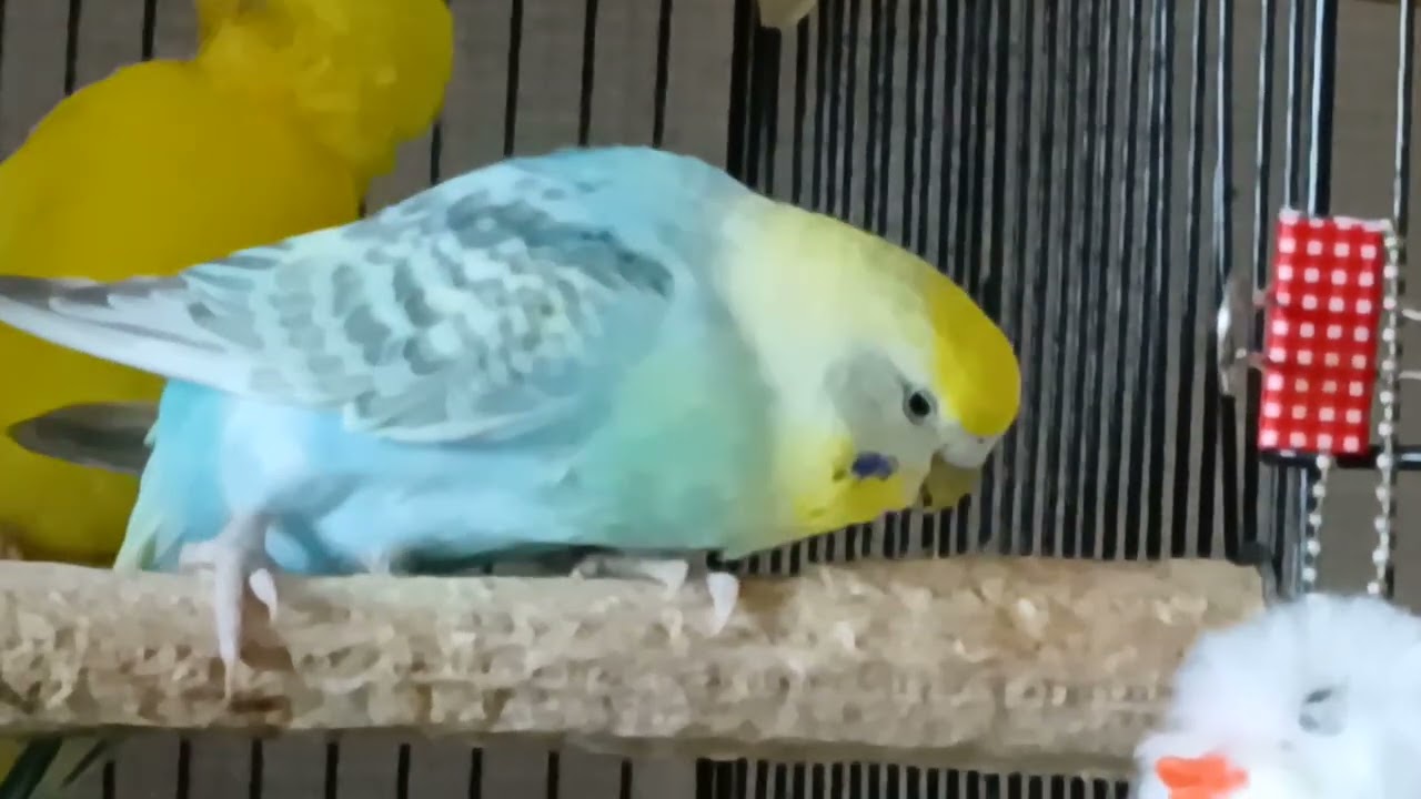 ガリガリゴリゴリ🪵