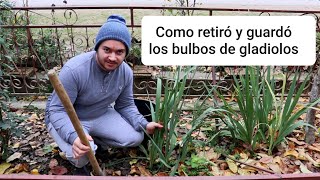 Como Retiro y Guardo los BULBOS de GLADIOLUS