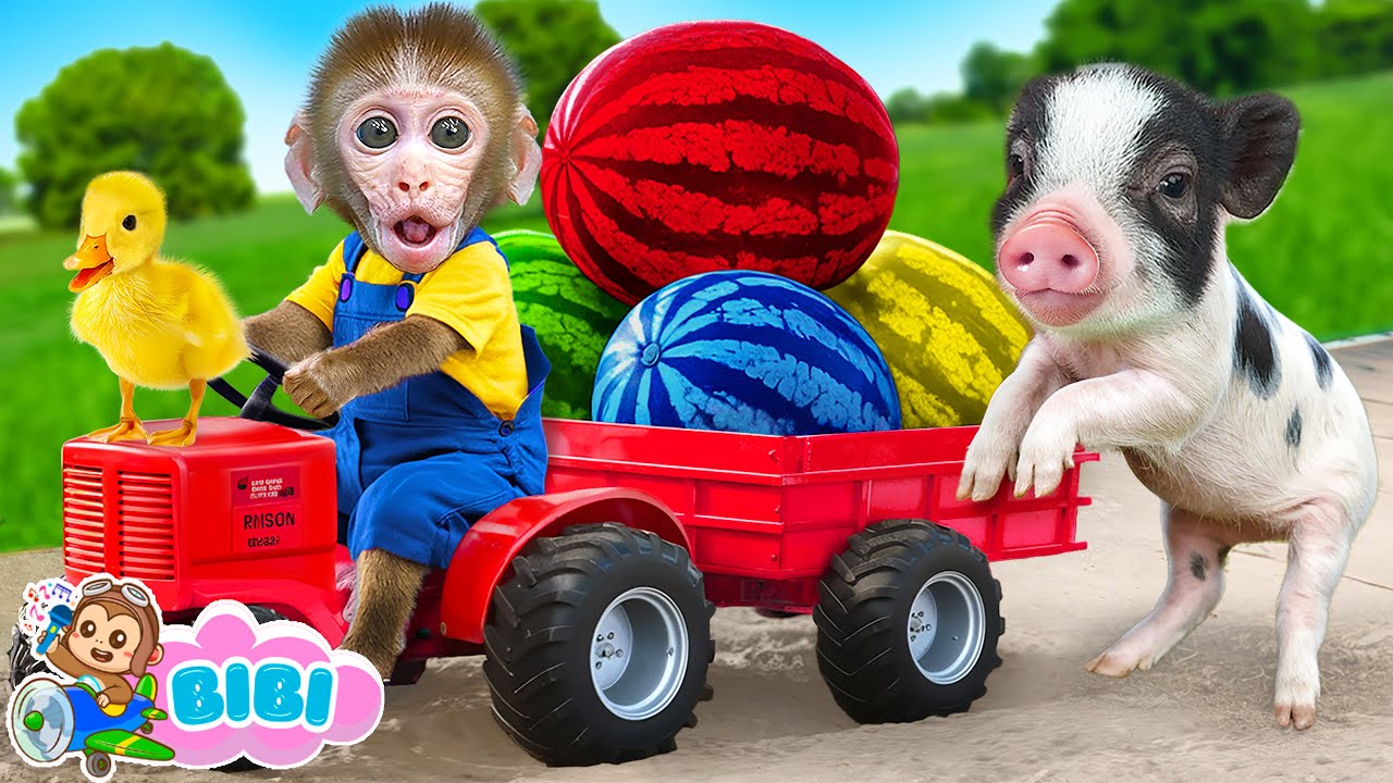 Monkey Bibi Harvest Rainbow Watermelon On The Farm And Bath In A