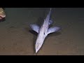10 strange deep ocean rov findings from sagami bay 