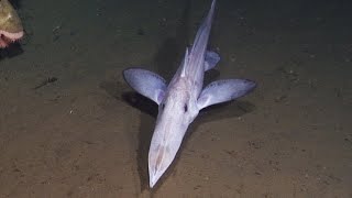 10 Strange Deep Ocean ROV Findings from Sagami Bay 🇯🇵