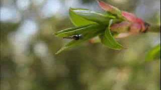 Download Lagu Big Bud - Alzir MP3