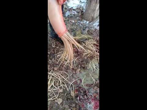 Аскаридоз лошадей - YouTube