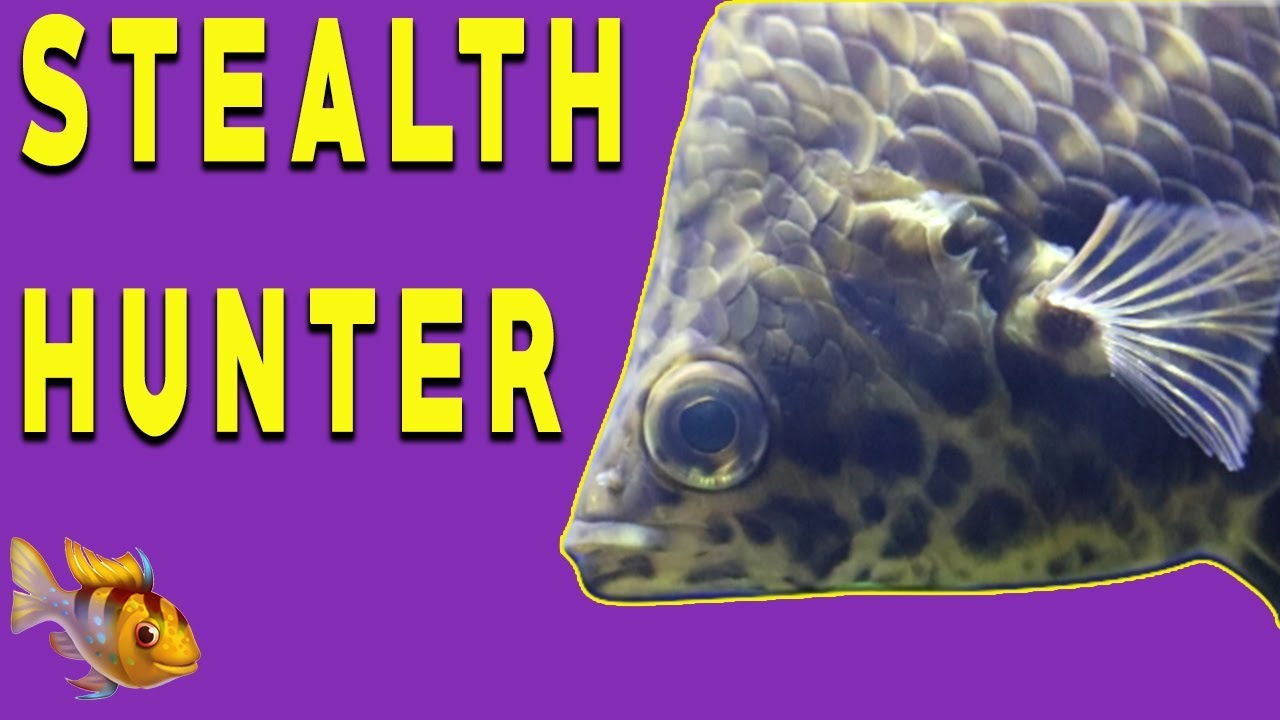 Leopard Bushfish ~ Ctenopoma Acutirostre ~ Predator Fish!